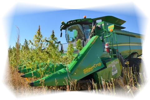 收割庄稼现代农业