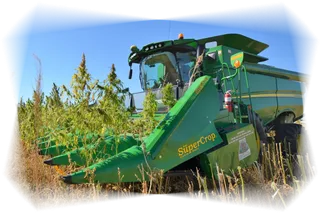 收割庄稼现代农业