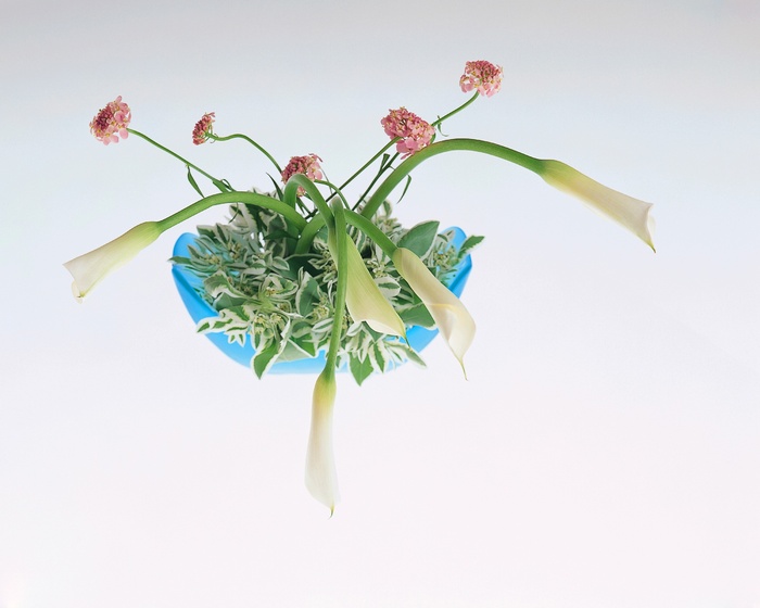 盆景造型二十六