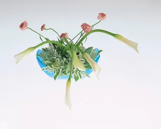 盆景造型二十六