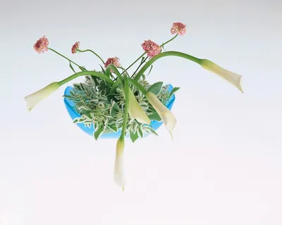 盆景造型二十六 盆景造型二十六