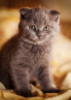 小猫写真高清图