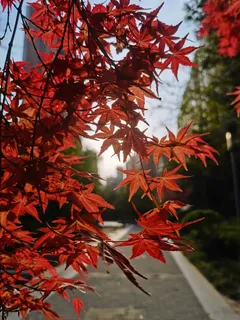 朝阳与红叶枫叶