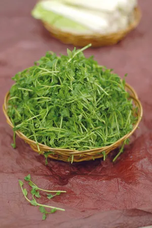  鸡油豆苗