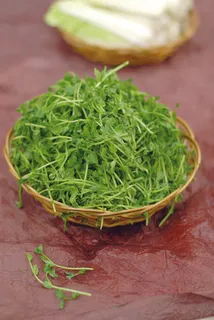 鸡油豆苗  鸡油豆苗