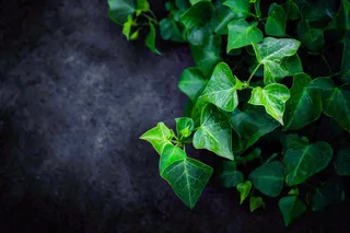 清新绿叶绿植植物叶子特写立夏夏至大暑春夏摄影图