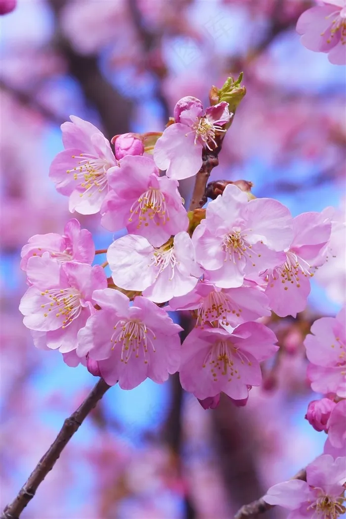 漂亮的樱花鲜花图片