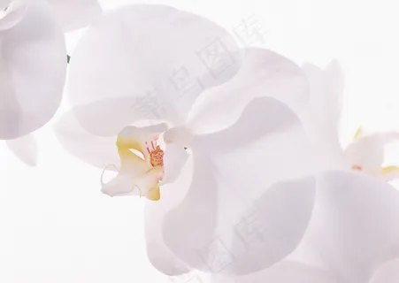 花草特写 1668 花草特写 1668