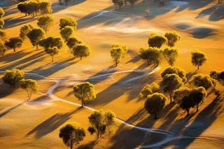 秋天新疆树木秋景摄影图
