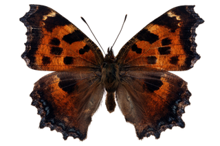 蝴蝶 彩蝶 花蝴蝶 动物 昆虫 免抠