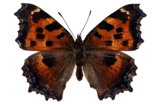 蝴蝶 彩蝶 花蝴蝶 动物 昆虫 免抠