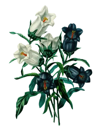 复古手绘植物花卉插画 免抠