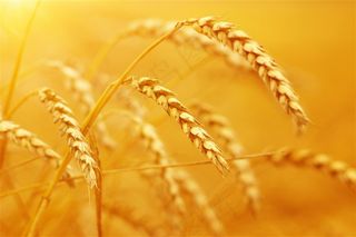美丽的麦田景色摄影图片
