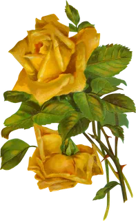 古典花卉png免扣素材