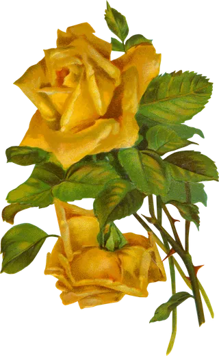 古典花卉png免扣素材