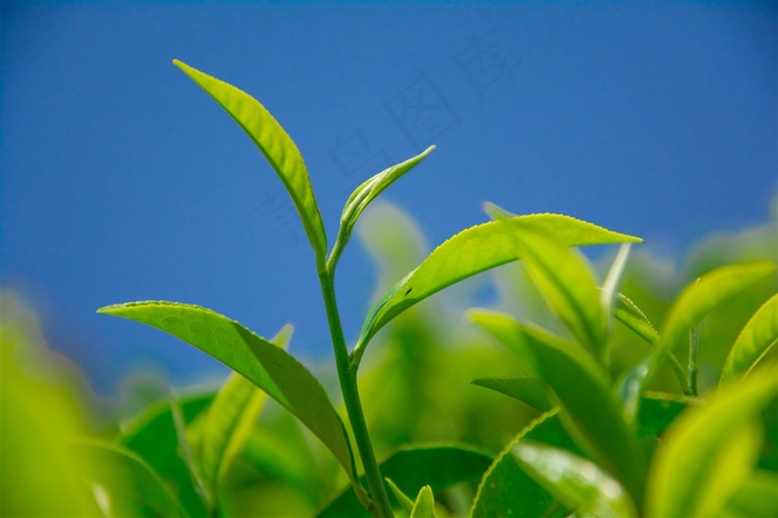 植物幼芽绿叶特写高清图