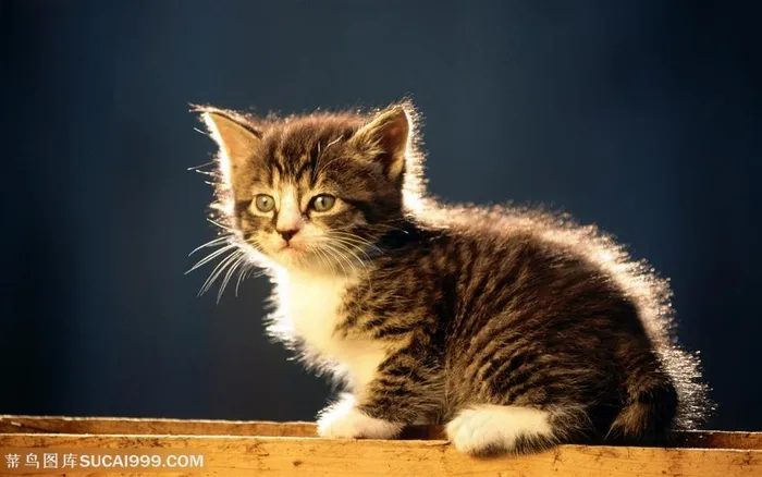 可爱猫咪-卷缩的小灰猫