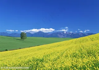 农作物-山丘上成片的油菜花