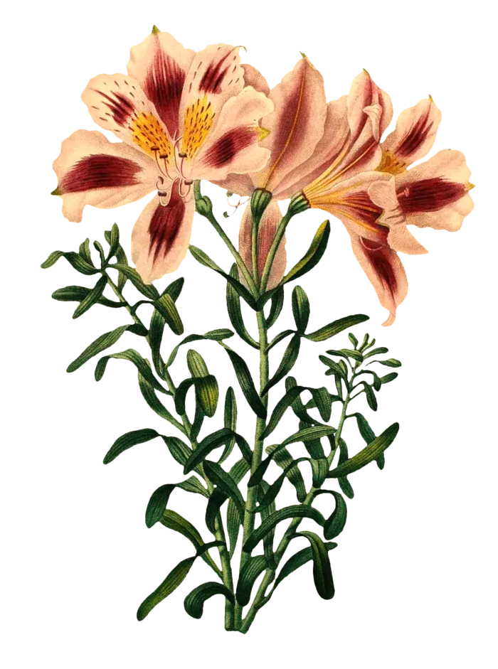 复古手绘植物花卉插画 免抠