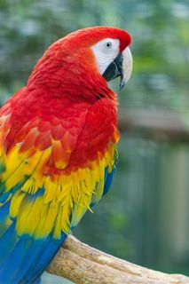 鹦鹉特写宠物摄影图片