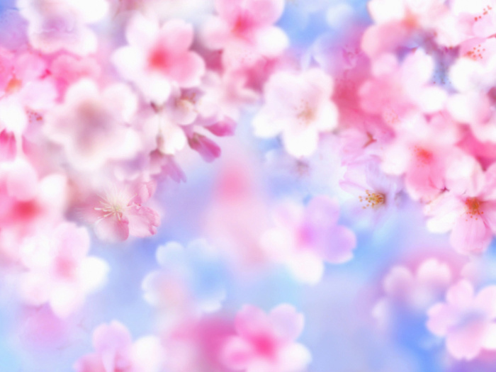 图片设计素材背景鸟语花香