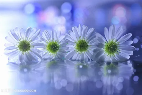 唯美高清白菊花鲜花图片 唯美高清白菊花鲜花图片