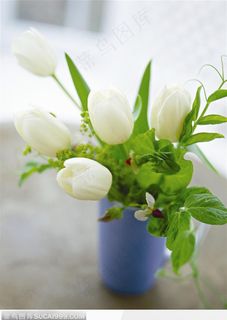 插花物语-蓝色杯中的郁金香