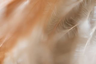 极简轻奢羽毛背景纹理简约高端底纹