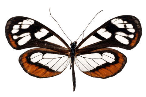 蝴蝶 彩蝶 花蝴蝶 动物 昆虫 免抠