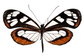 蝴蝶 彩蝶 花蝴蝶 动物 昆虫 免抠