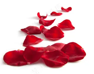 红玫瑰花瓣鲜花图片