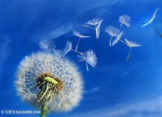 蓝色天空蒲公英鲜花图片
