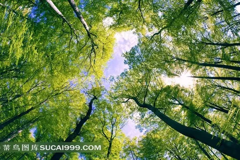 蓝天白云绿树树林图片