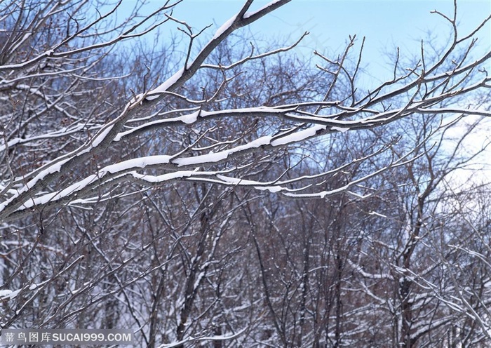 冰天雪地-树林里枝条上积压的雪花特写