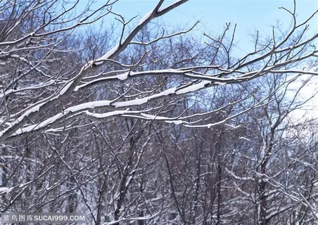 冰天雪地-树林里枝条上积压的雪花特写 冰天雪地-树林里枝条上积压的雪花特写