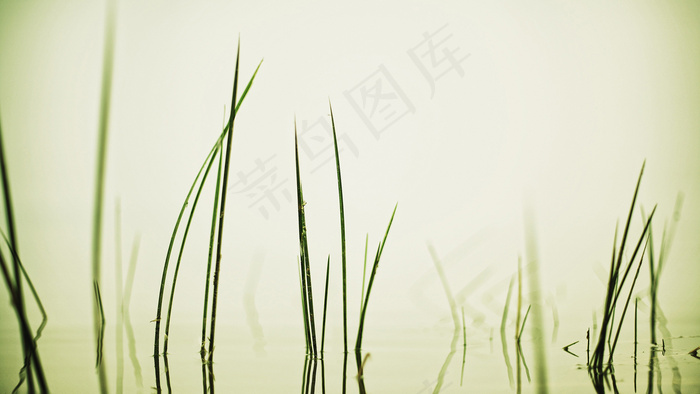 绿草大地
