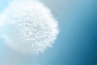 蓝天下的蒲公英