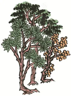 树木文化艺术素材 树木文化艺术素材