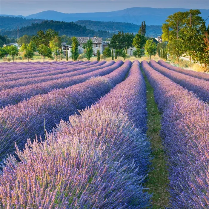 薰衣草花海鲜花图片
