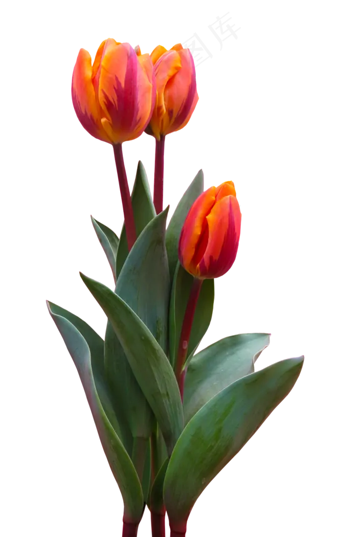 自然, 花, 郁金香, 开花, 橙色的, 盛开