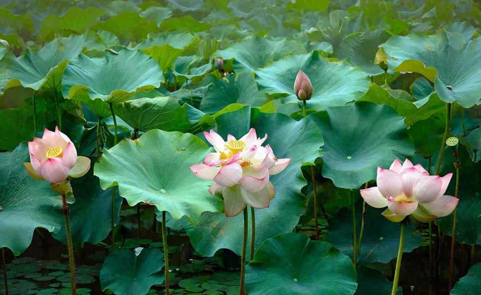 夏天荷花池荷叶清爽 ，夏至小暑大暑摄影图(1408x864)