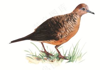 草地上的小鸟素材