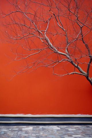 中国风红墙古风枝叶背景