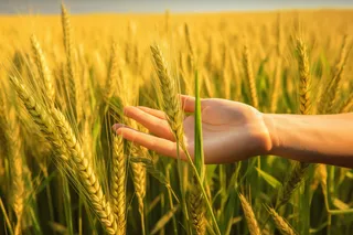 手拂过小麦麦穗秋天摄影图