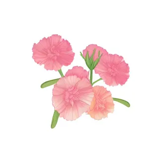 母亲节康乃馨花免抠