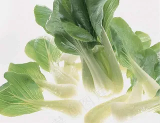 白色背景中的新鲜青菜