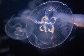 淡紫色透明海蜇图片