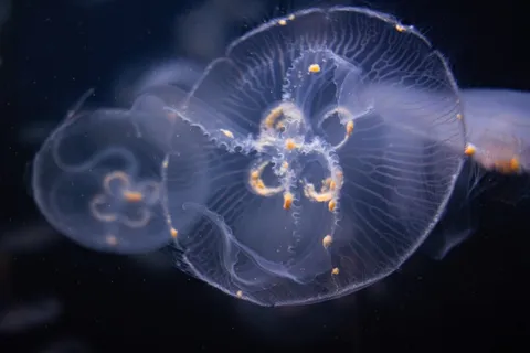淡紫色透明海蜇图片 淡紫色透明海蜇图片