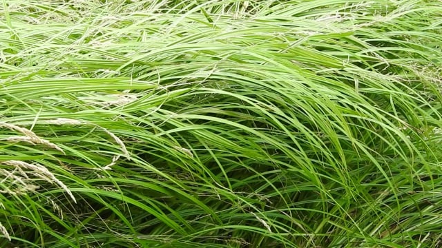 草, 茢, 风中的茎, 夏天