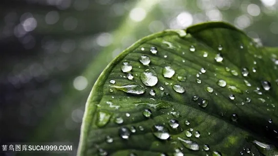 水珠树叶壁纸 水珠树叶壁纸